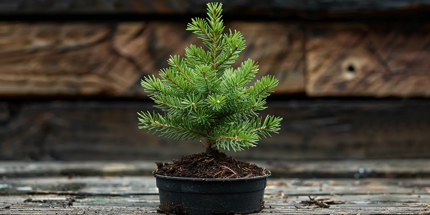 Ogród japoński Wrocław kiedy najlepiej zwiedzać?